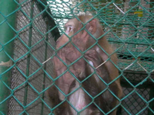 永康動物園防護柵欄
